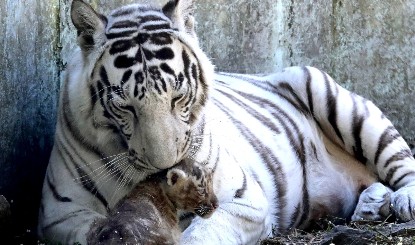 नागपुर जिले में एक बाघ के हमले से किसान की मौत
