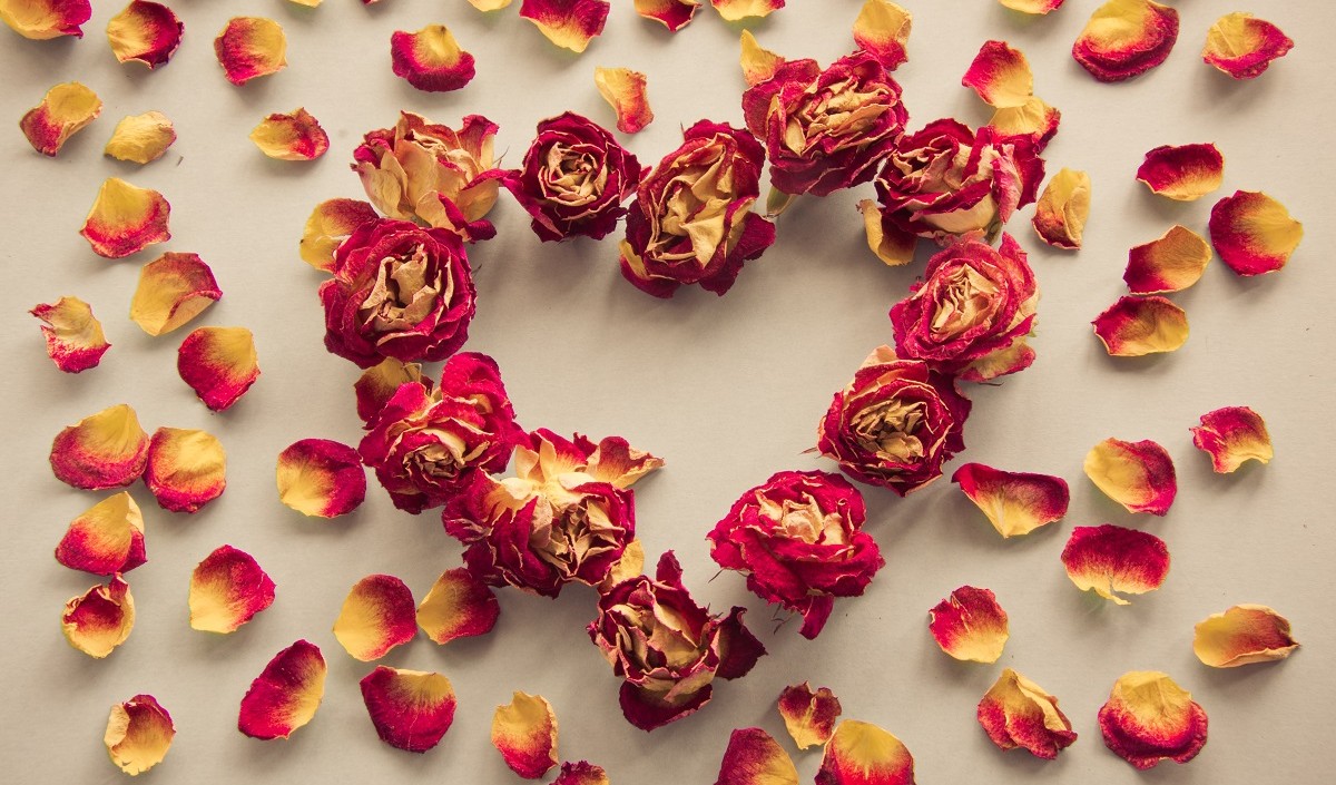 Rose Day 2025 Rose Day 2025