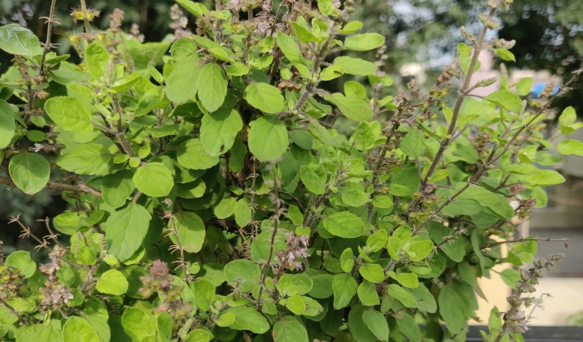 Jaya Ekadashi 2025 Jaya Ekadashi 2025