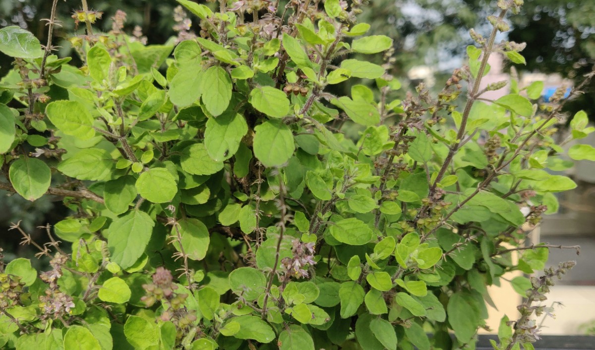 Tulsi Tulsi