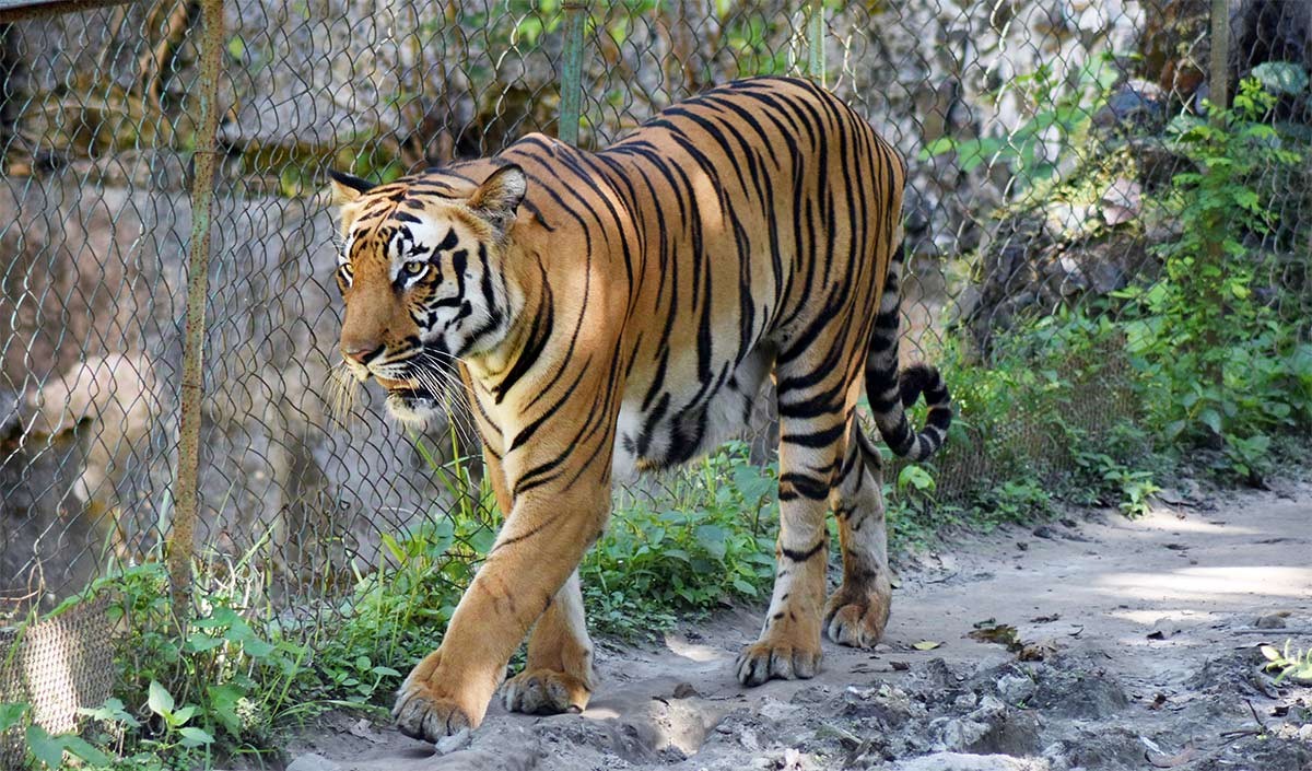 World Wildlife Day World Wildlife Day