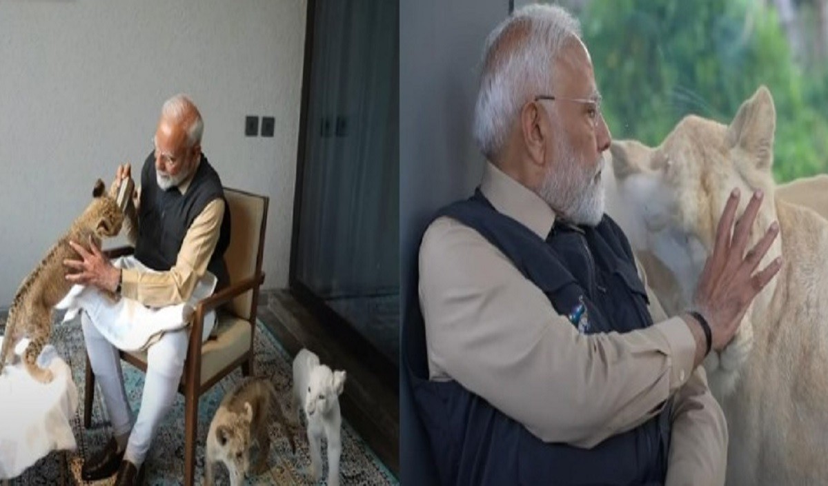 शेर के शावक को दुलारते दिखे PM मोदी, गुजरात में वन्यजीव बचाव केंद्र ‘वनतारा’ का उद्घाटन भी किया शेर के शावक को दुलारते दिखे PM मोदी, गुजरात में वन्यजीव बचाव केंद्र ‘वनतारा’ का उद्घाटन भी किया