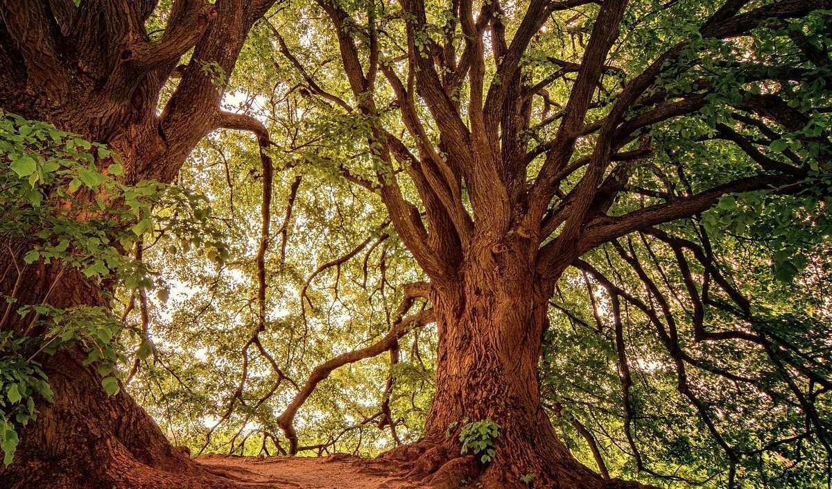 ग्राम पंचायत ने ‘बाहरी लोगों’ को व्यवसाय शुरू करने से पहले अनुमति लेने को कहा
