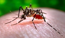National Dengue Day 2025: हर साल 16 मई को मनाया जाता है नेशनल डेंगू डे, जानिए इतिहास और महत्व