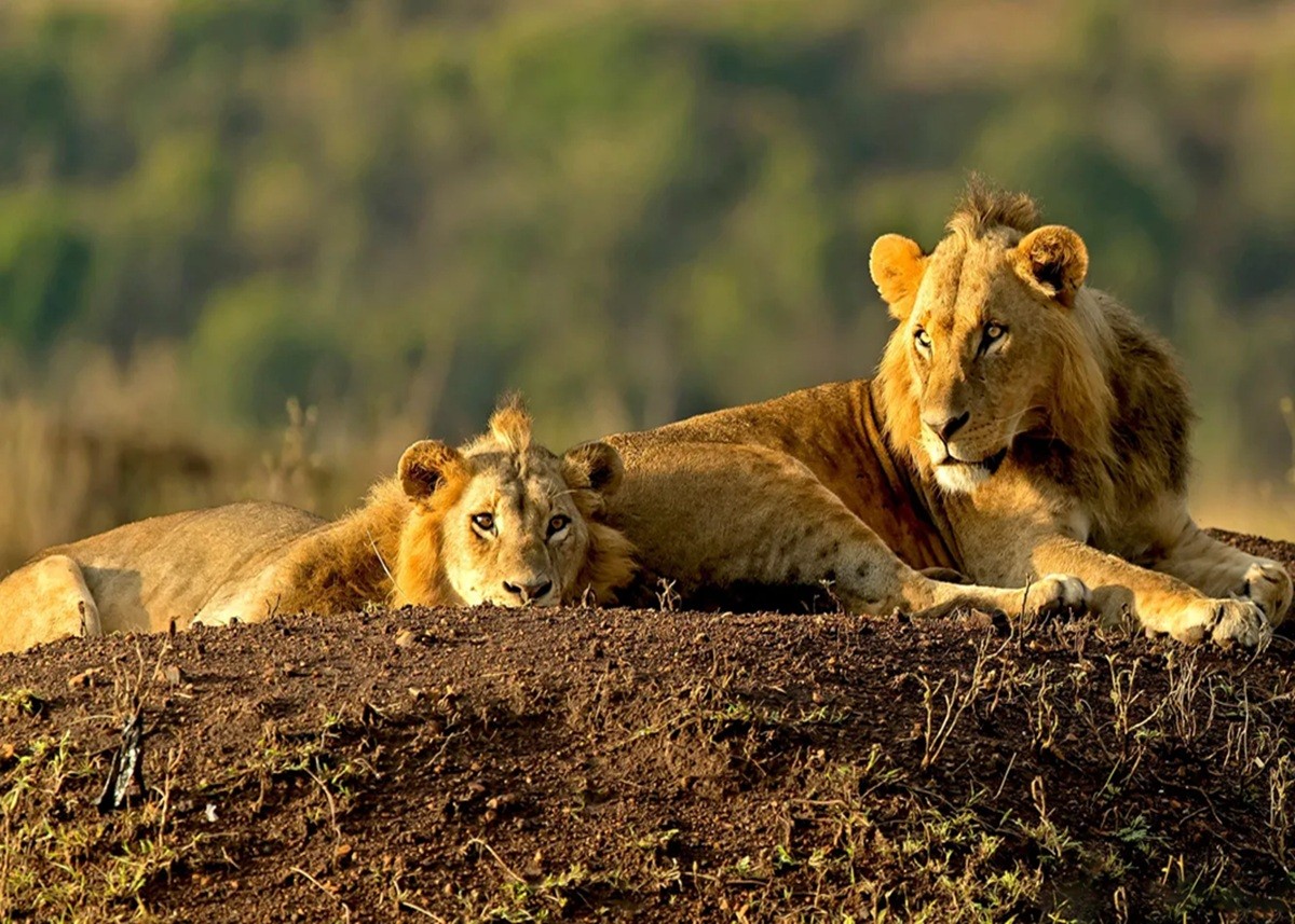 Travel Tips: गुजरात की इन खूबसूरत जगहों को एक्लप्लोर किए बिना अधूरी है ट्रिप, आप भी करें प्लान