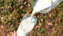 World Milk Day 2025: दूध की दिव्यता का स्रोत है दुग्धशाला