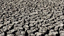 World Day To Combat Desertification and Drought: उपजाऊ भूमि को मरुस्थल होने से बचाना होगा