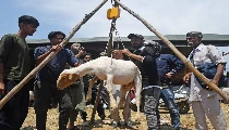 राजस्थान के बकरे अब UAE में होंगे कुर्बान, पहली बार कार्गो फ्लाइट से 9350 रस-अल-खैमाह एक्सपोर्ट