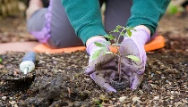 Van Mahotsav 2025: 01 से 07 जुलाई तक मनाया जाएगा वन महोत्सव, जानिए इतिहास और महत्व