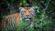 International Tiger Day 2025: हर साल 29 जुलाई को मनाया जाता है अंतरराष्ट्रीय बाघ दिवस, जानिए इतिहास और महत्व