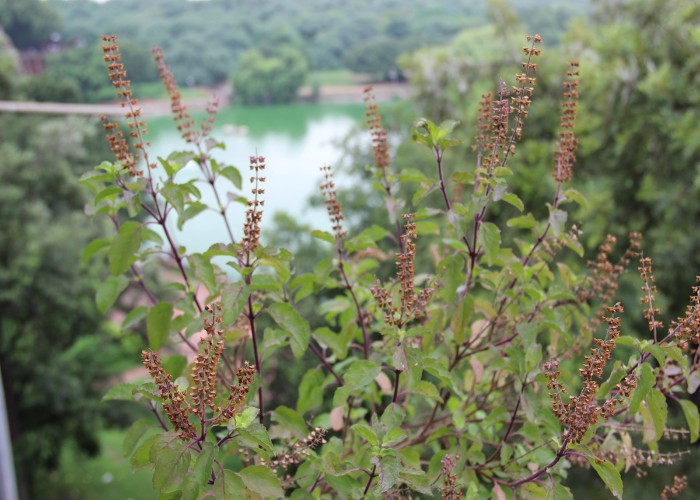 Tulsi Ke Upay: घर में इस जगह लगाएं रामा-श्यामा तुलसी, पैसों की तंगी होगी दूर, बरसेगी कृपा