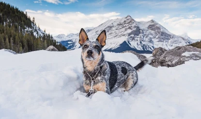 Chamba Tragedy । वीडियो बनाने के शौक ने ली दो भाइयों की जान, पालतू Dog ने निभाई आखिरी सांस तक वफादारी