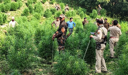 Tripura में नशीले पदार्थों की तस्करी पर प्रहार! सुरक्षा बलों ने नष्ट की 27 करोड़ की अवैध गांजे की खेती, 65 एकड़ जंगल कराया मुक्त
