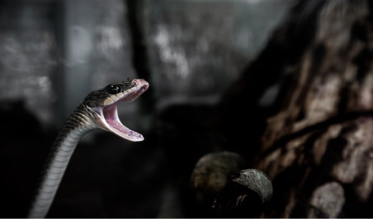 Meerut Snake Bite Case: नीला ड्रम केस के बाद आज सांप कांड पर रविता को फांसी, प्रेमी अमरदीप संग फूट-फूटकर रोने लगी