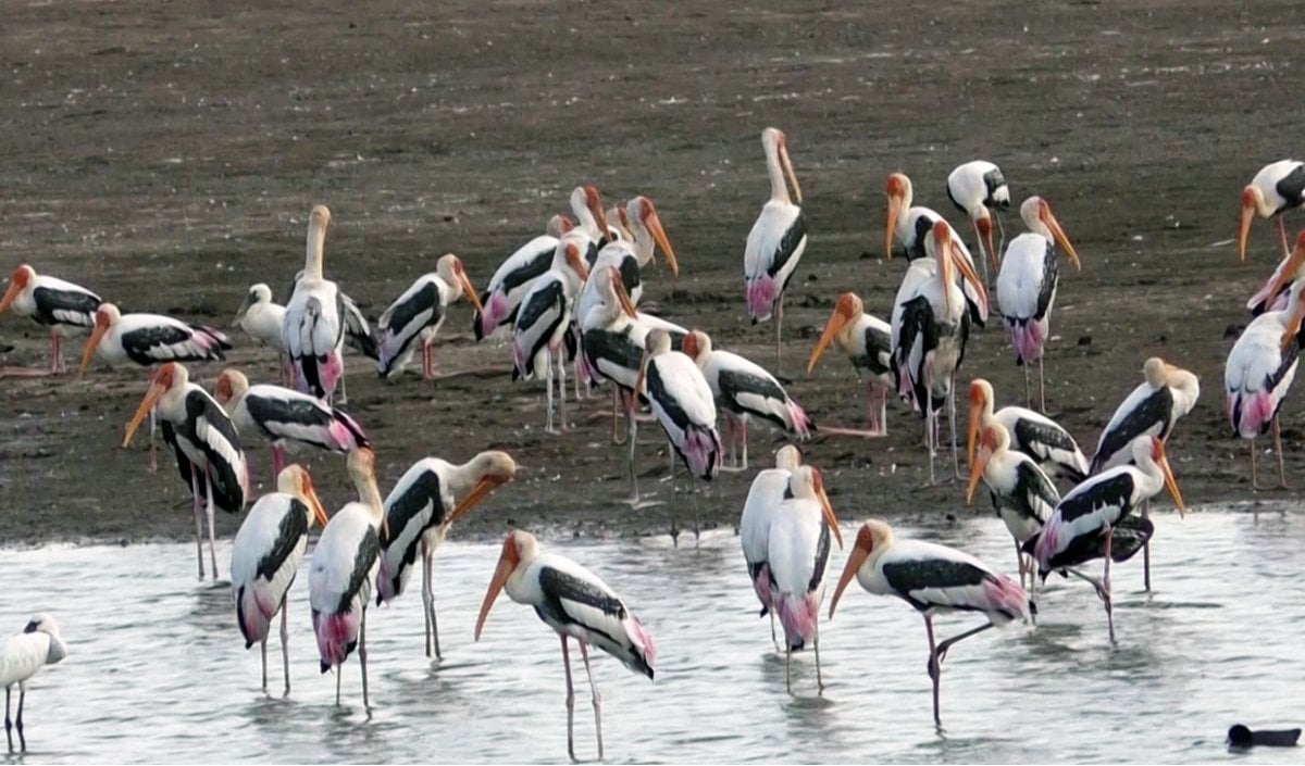Bird Watching Places In India Bird Watching Places In India