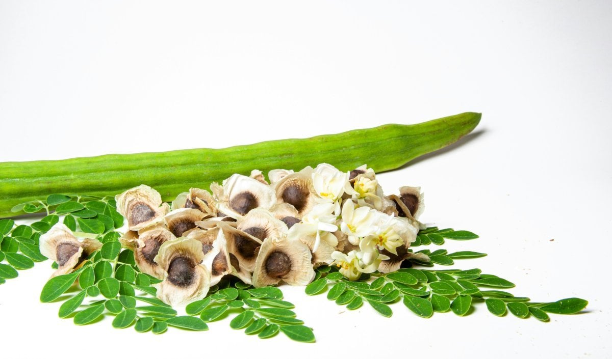 moringa moringa