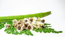 Moringa के सेवन से कंट्रोल रहेगा Diabetes और वजन, शरीर को मिलेंगे जरूरी Vitamins Moringa के सेवन से कंट्रोल रहेगा Diabetes और वजन, शरीर को मिलेंगे जरूरी Vitamins