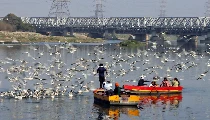 यमुनाजी में प्रवासी पक्षी (व्यंग्य)