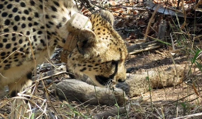 Kuno National Park | कूनो नेशनल पार्क में खुशियां! मादा चीता 