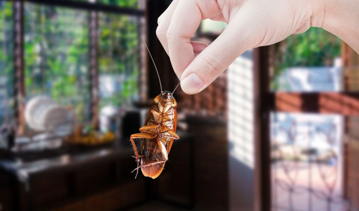 Name a Cockroach After Your Ex