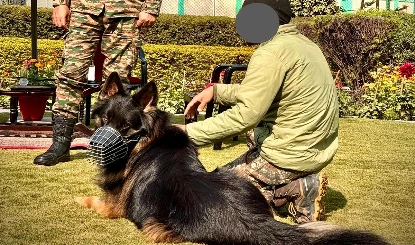 बिना वर्दी वाले हीरो Tyson Dog ने दिखाई अद्भुत वीरता, पैर में गोली लगने के बावजूद सीधे आतंकियों से भिड़ गया