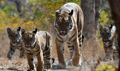 Shahdol Tiger Death | बाघों का कब्रिस्तान बनता जा रहा मध्य प्रदेश ? बाघ-बाघिन की करंट से तड़पकर मौत, 7 गिरफ्तार