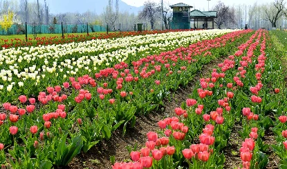Kashmir में छाया बसंत का जादू, Asia का सबसे बड़ा Tulip Garden पर्यटकों के लिए खुला, बड़ी संख्या में उमड़ रहे सैलानी
