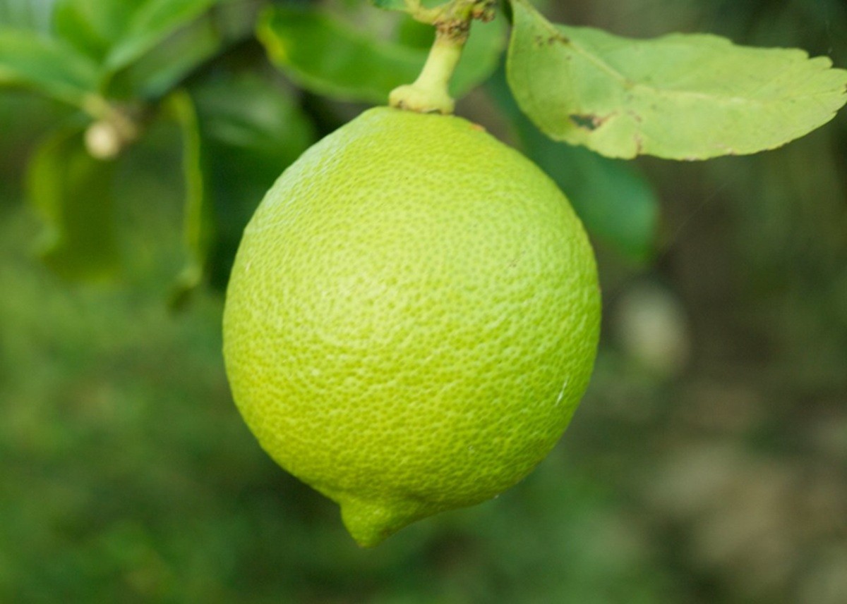 Health Tips: ये कोई आम नींबू नहीं, है गुणों की खान, गंधराज नींबू का Super Drink करेगा Body को Detox