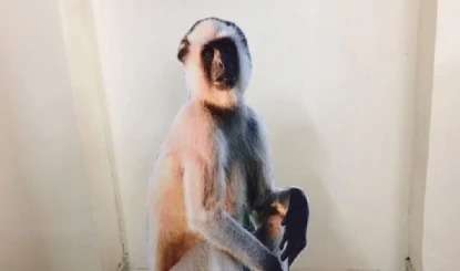 President Murmu के Vrindavan दौरे से पहले हाई अलर्ट, चश्मा चोर बंदरों को डराएंगे लंगूर के कटआउट