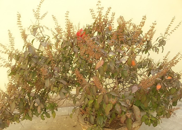 Tulsi Puja: Tulsi Puja में कहीं आप भी तो नहीं कर रहे ये Mistake? जानें चुनरी चढ़ाने का सही तरीका और नियम