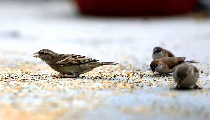 World Sparrow Day 2026: गौरैया का कलरव एवं ऊर्जा का खत्म होना बड़ी चुनौती