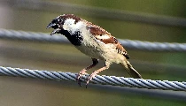 World Sparrow Day 2026: प्रकृति की नन्ही दूत है चिड़िया