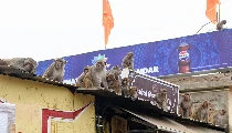 धार्मिक स्थलों को क्यों नही मिलती बंदरों से मुक्ति