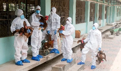Chhattisgarh Bird flu | बिलासपुर में बर्ड फ्लू का तांडव! सरकारी पोल्ट्री फार्म में 4,400 मुर्गियों की मौत, 10 किमी का इलाके में अलर्ट जारी