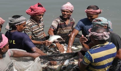 थाली से चुनावी मंच तक पहुंची मछली, बंगाल की