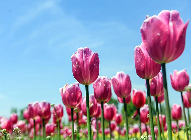 इंदिरा गांधी मेमोरियल ट्यूलिप गार्डन में पर्यटक