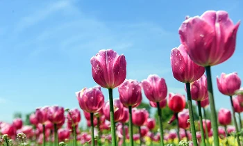 इंदिरा गांधी मेमोरियल ट्यूलिप गार्डन में पर्यटक इंदिरा गांधी मेमोरियल ट्यूलिप गार्डन में पर्यटक