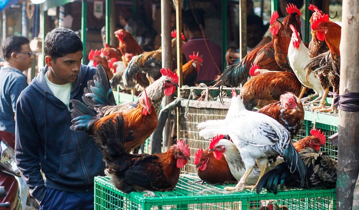 धर्मनगरी Haridwar में मांस बिक्री पर Total Ban! नगर निगम सीमा से बाहर शिफ्ट होंगी सभी दुकानें