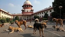 लोगों की सुरक्षा जरूरी, डॉग लवर्स की सारी याचिकाएं खारिज, SC ने दिया खतरनाक कुत्तों को 'मौत का इंजेक्शन' देने का आदेश