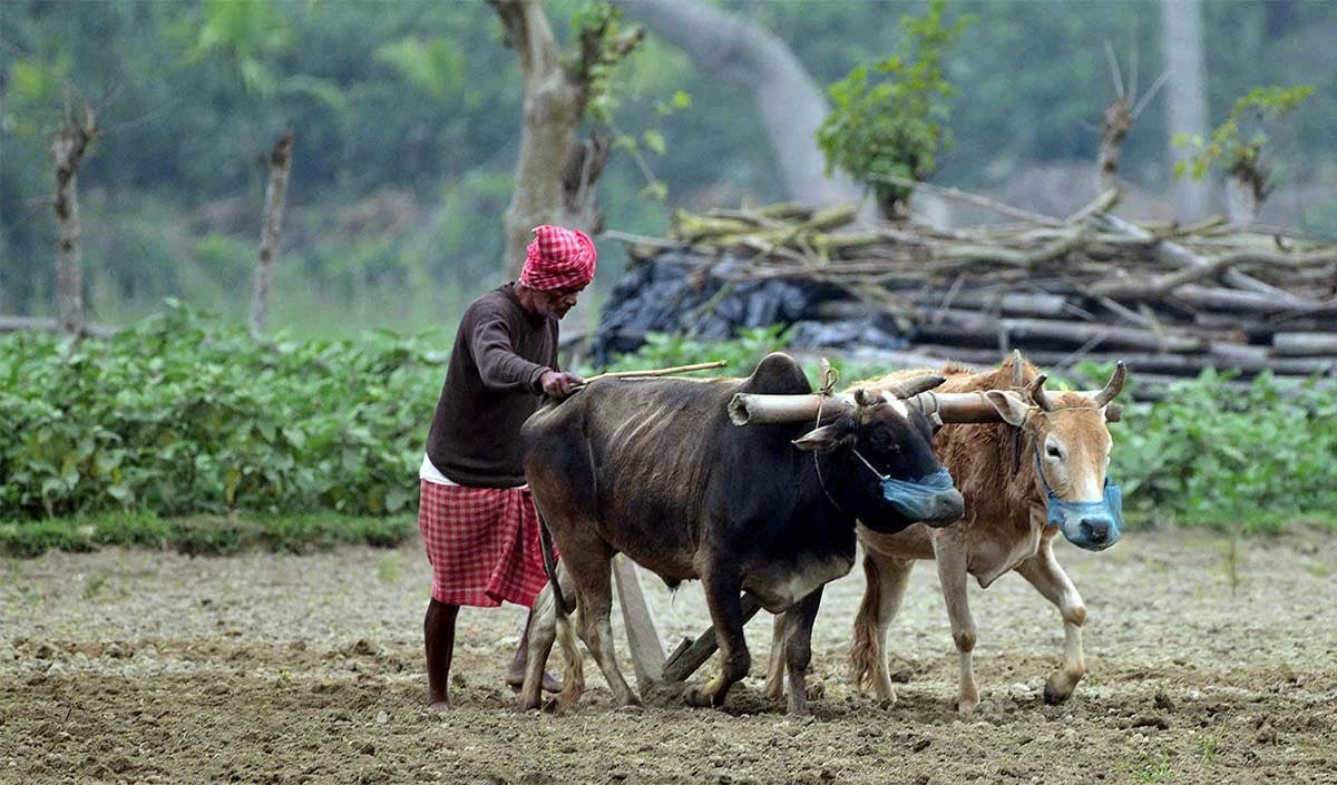 Indian Farmer Indian Farmer