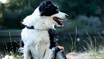 Tech की दुनिया में नई क्रांति, China का AI Collar अब Pets की हर भावना को समझेगा।