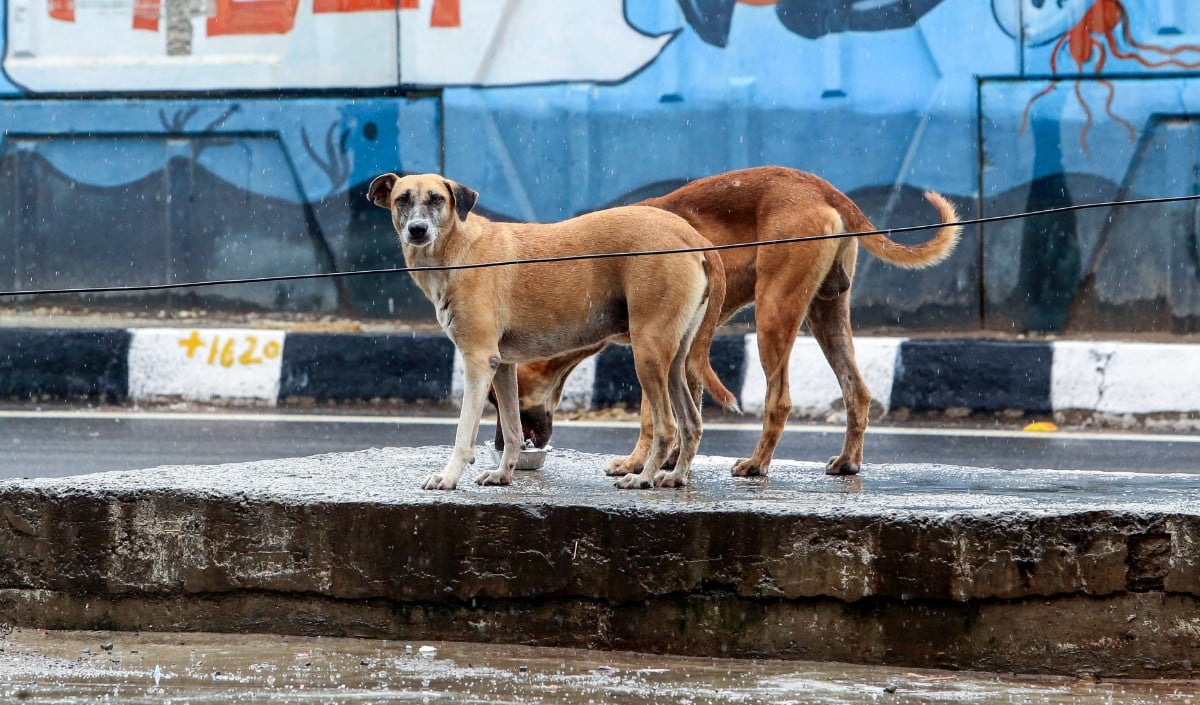 Stray Dogs Stray Dogs