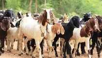 Eid-ul-Adha पर कुर्बानी से पहले जान लें ये अहम Rules, बकरा खरीदने से लेकर हलाल का सही तरीका Eid-ul-Adha पर कुर्बानी से पहले जान लें ये अहम Rules, बकरा खरीदने से लेकर हलाल का सही तरीका