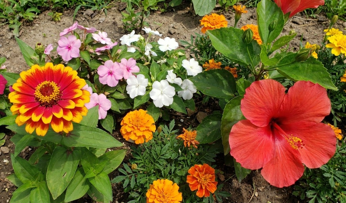 4 Monsoon Flowers 4 Monsoon Flowers