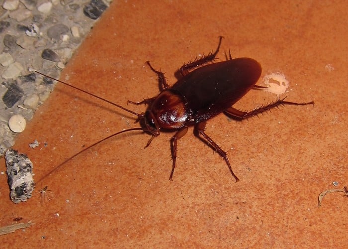 Cockroach Control Tips: बिना Pest Control के कॉकरोच होंगे साफ, बस करें Boric Acid का ऐसे इस्तेमाल