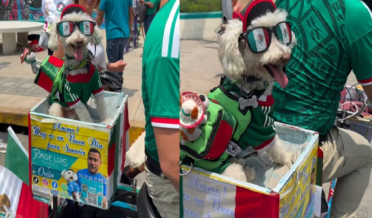Viral Dog Osito Viral Dog Osito