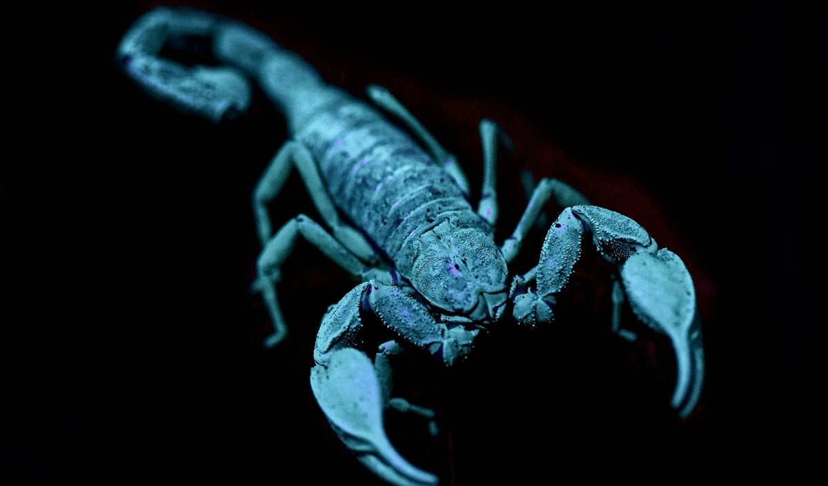 June 2026 Scorpio Horoscope June 2026 Scorpio Horoscope