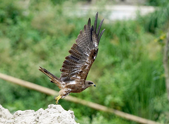 पेड़ की टहनी पर बैठी गार्डन सनबर्ड