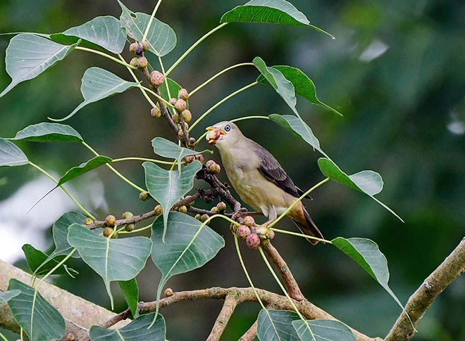 पेड़ की टहनी पर बैठी गार्डन सनबर्ड