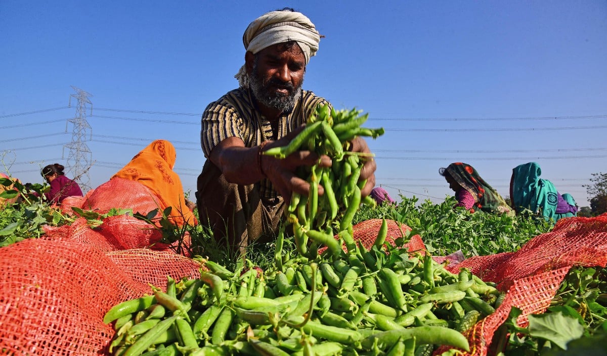Indian Farmer Indian Farmer